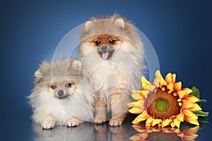 Spitz Puppies (5 months) with sunflower