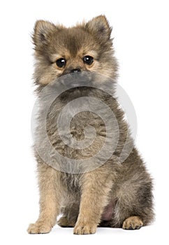 Spitz puppy, 3 months old, sitting