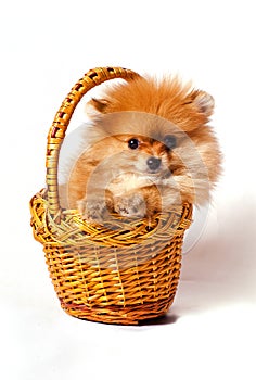 Spitz puppy in the basket