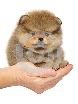 Spitz puppy in hands, on white background