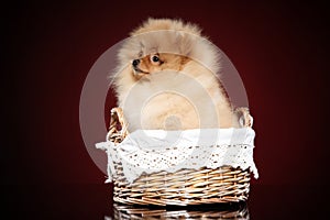 Spitz puppy posing in basket