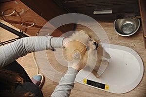 Spitz puppy on scale