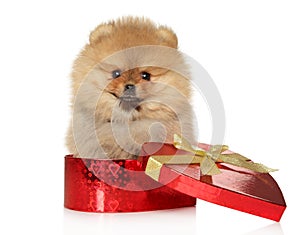 Spitz puppy sits in red heart-shaped gift box