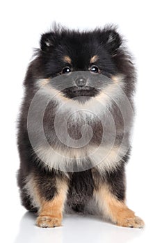 Puppy on a white background