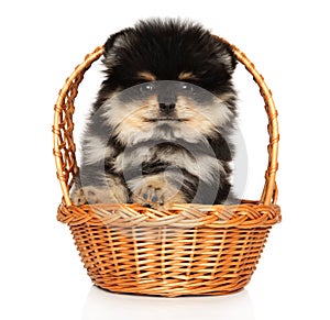 Spitz puppy in wicker basket on white background