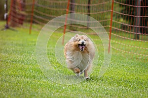 A Spitz run into the final by a dog race organized by a dog school