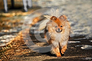 Spitz was walking on the ice street in sunny day with bright light