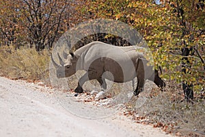 Black rhinoceros in the Etosha National Park