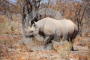 Black rhinoceros