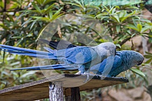 The Spix`s macaw