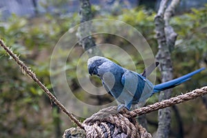 The Spix`s macaw photo