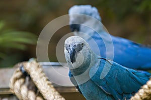 The Spix`s macaw photo