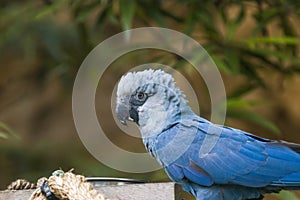 The Spix`s macaw photo