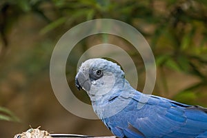 The Spix`s macaw photo