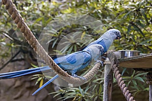 The Spix`s macaw photo
