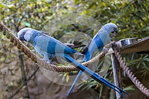 The Spix`s macaw photo