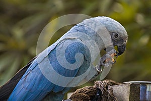 The Spix`s macaw photo
