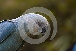 The Spix`s macaw photo