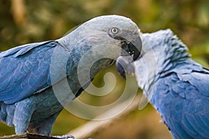 The Spix`s macaw photo
