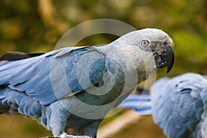 The Spix`s macaw photo