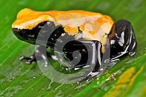 Splash-backed poison frog photo