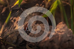 Splash-backed Poison Frog