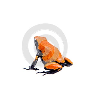 Splash-backed poison frog red-backed variant on white backgorund