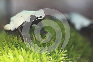 Splash-backed poison frog