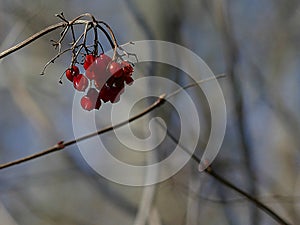 Red Berries on a Bare Branch in Wintertime