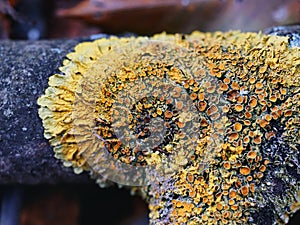 A splash of color in the wild: a close-up of a Xanthoria parietina lichen