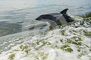 Splash Coming Off of Dolphin