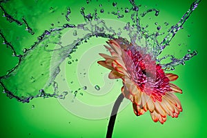 Splash on a Daisy