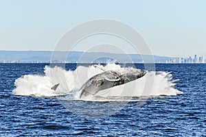 Splash down of whale as another whale breaches.