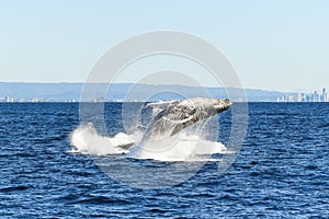 Splash down of whale`s breach as another whale breaches.