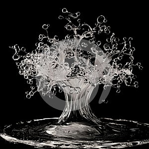 Splash Fresh Drop tree In Water Close Up