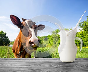 A splash in a jug of milk on the background of a brown cow
