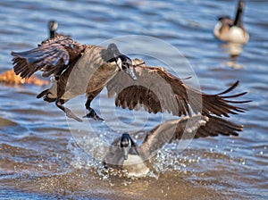 A Splash Landing--Canadian Goose on Northern Virginia Lake