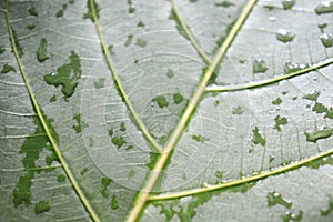 Splash of rainwater in the foliage