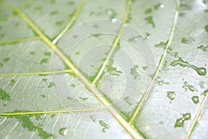 Splash of rainwater in the foliage