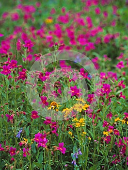 A splash of spring color erupts as wildflowers bloom