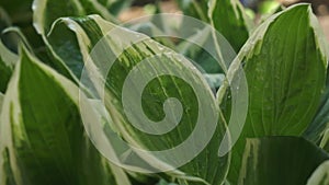 A splash of water dampened a large burdock. Watering leaves