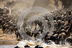 The splash of water and dust all over during Wildebeests Mara river crossing