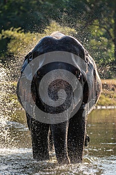 Splash water on elephant bath time