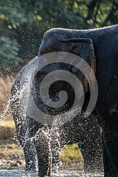 Splash water on elephant bath time