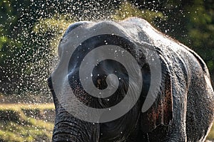 Splash water on elephant bath time