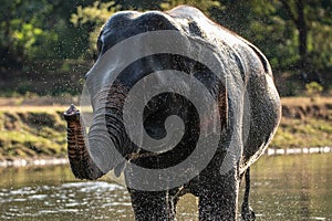 Splash water on elephant bath time