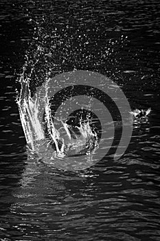 Splash of water with thousands of droplets photo