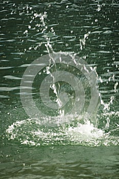 Splash of water with thousands of droplets photo