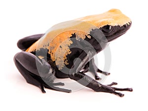 Splashback Poison Dart Frog Adelphobates or Dendrobates galactonotus
