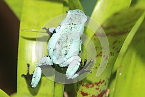 Splashback poison frog